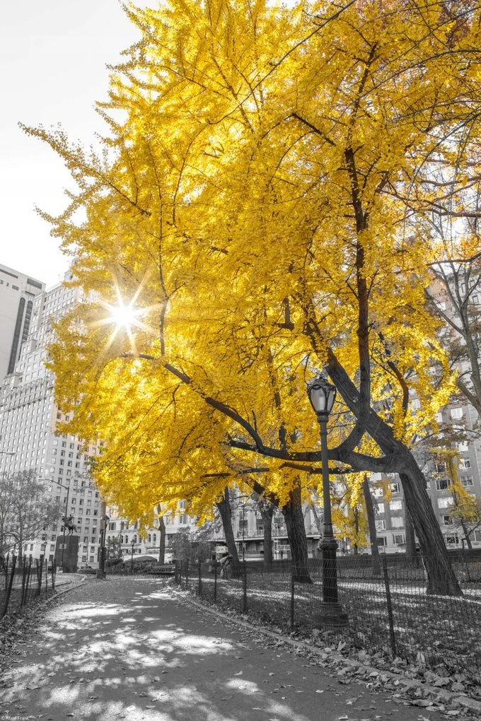 Poszter 30x45cm Ösvény a központi parkon át 4, Assaf Frank