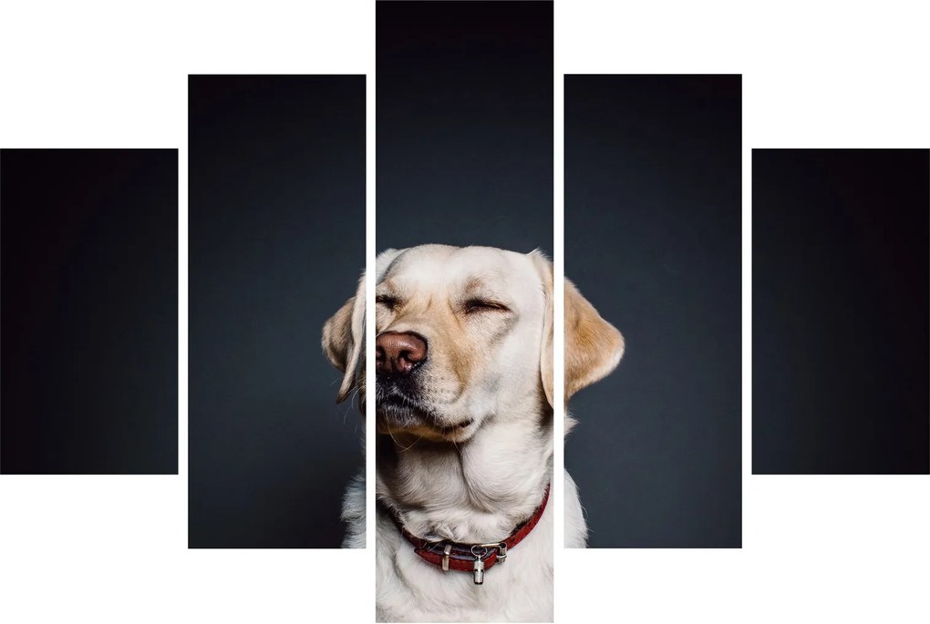 Labrador képe (150x105 cm)