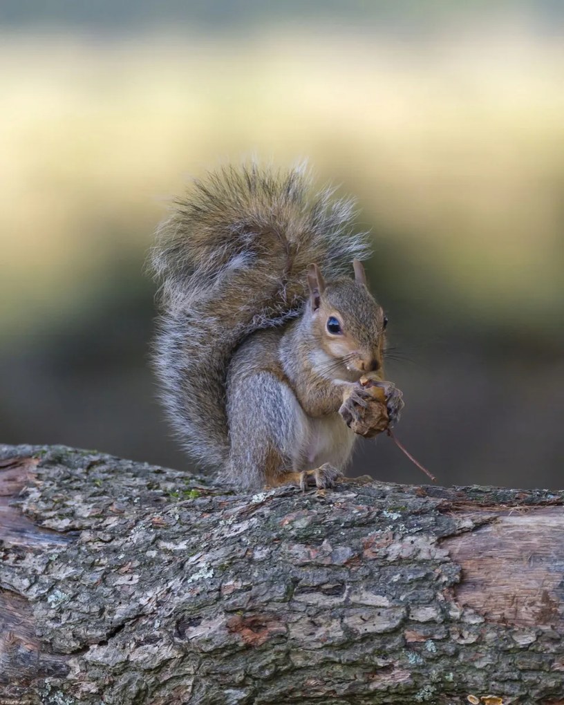 Poszter 40x50cm Diót evő mókus, Assaf Frank