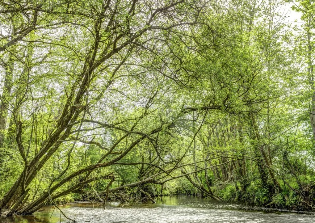 Poszter 59,4x42cm Tó az erdőben, Assaf Frank
