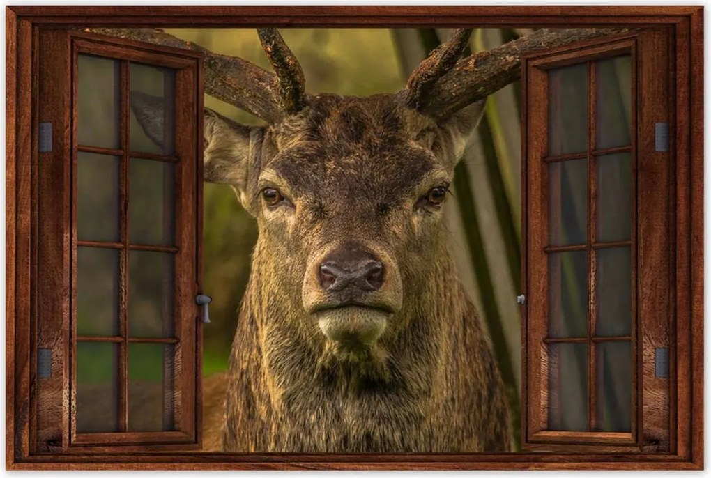 Poszter 60x40 Szarvas tekintet