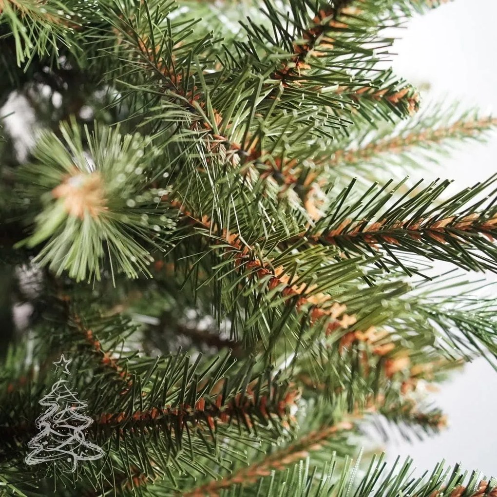 Kaukázusi lucfenyő 2D 220 cm