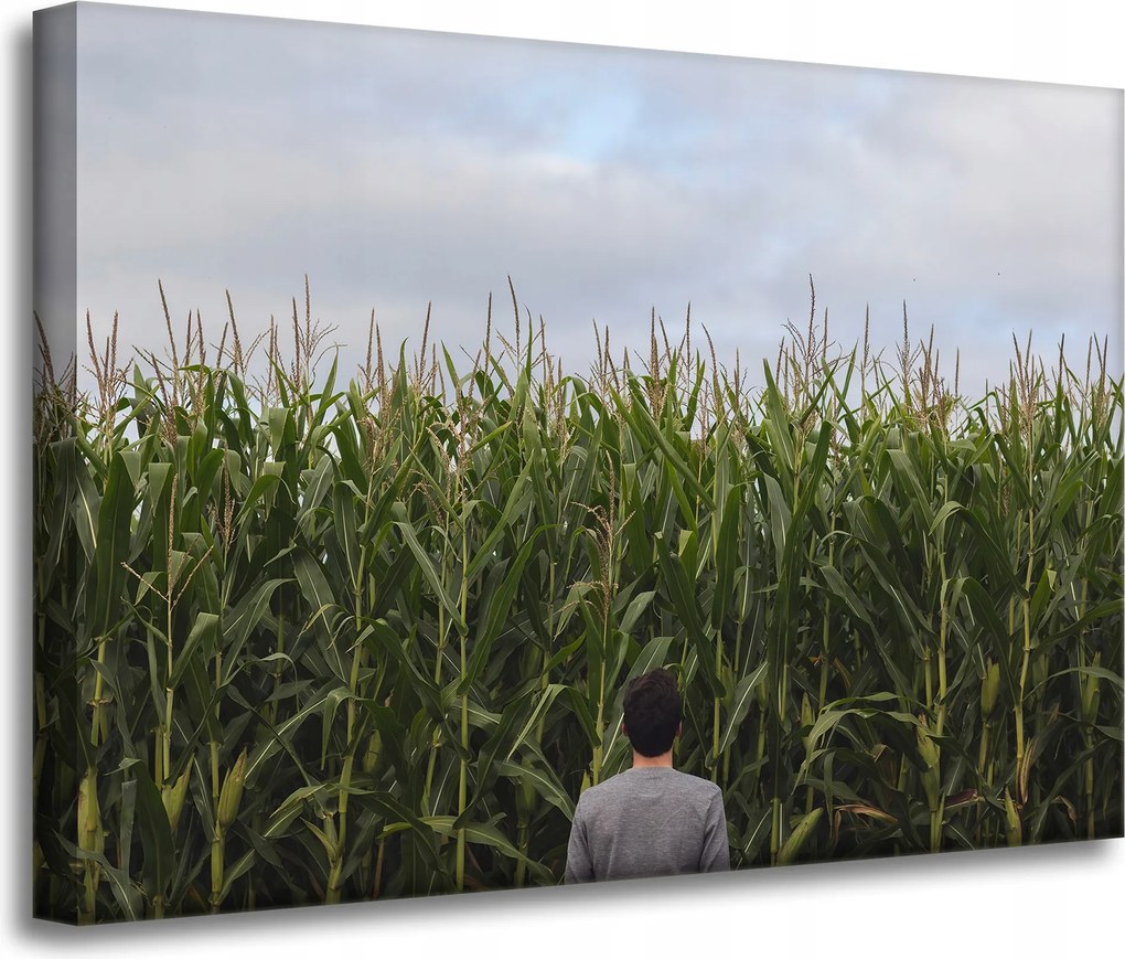 Vászonkép Natura Kukoricamező 70x50 cm