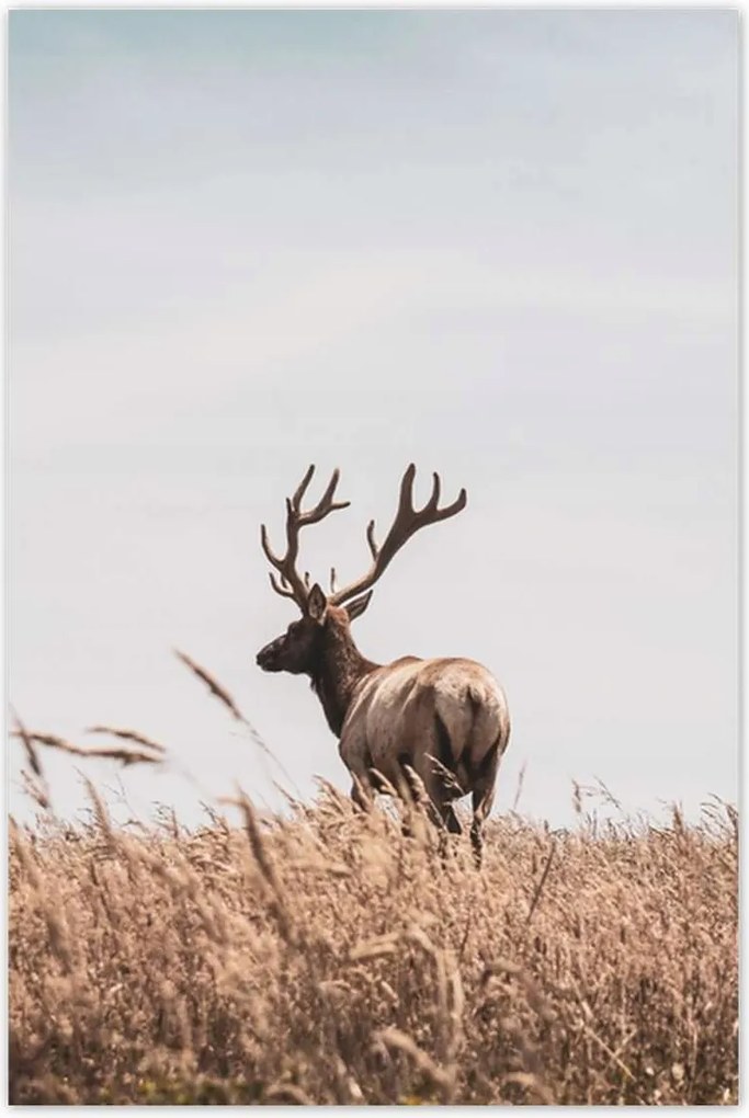 Poszterek 80x120 Szarvasok