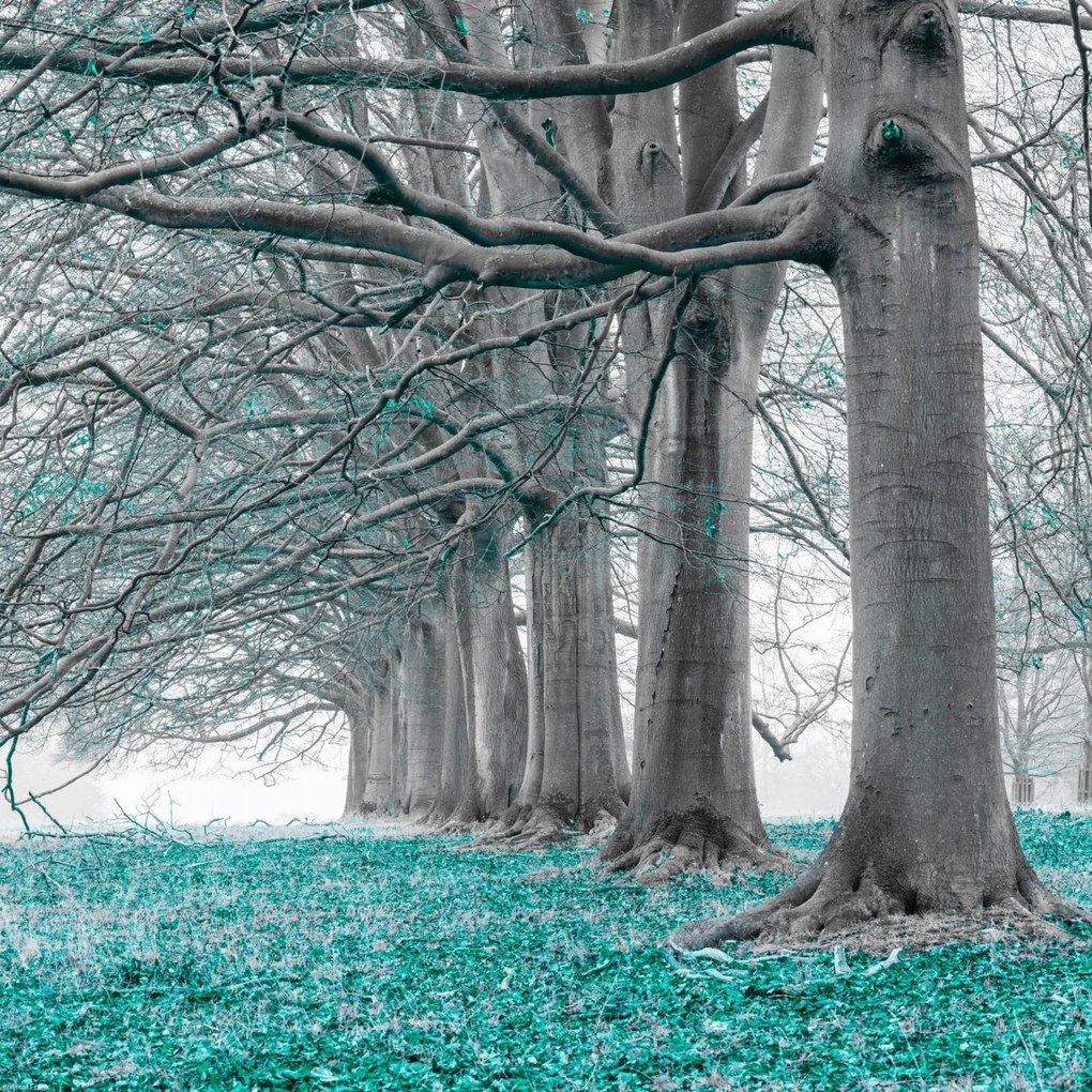 Poszter 40x40cm Fák egy sorban türkiz levelek, Assaf Frank