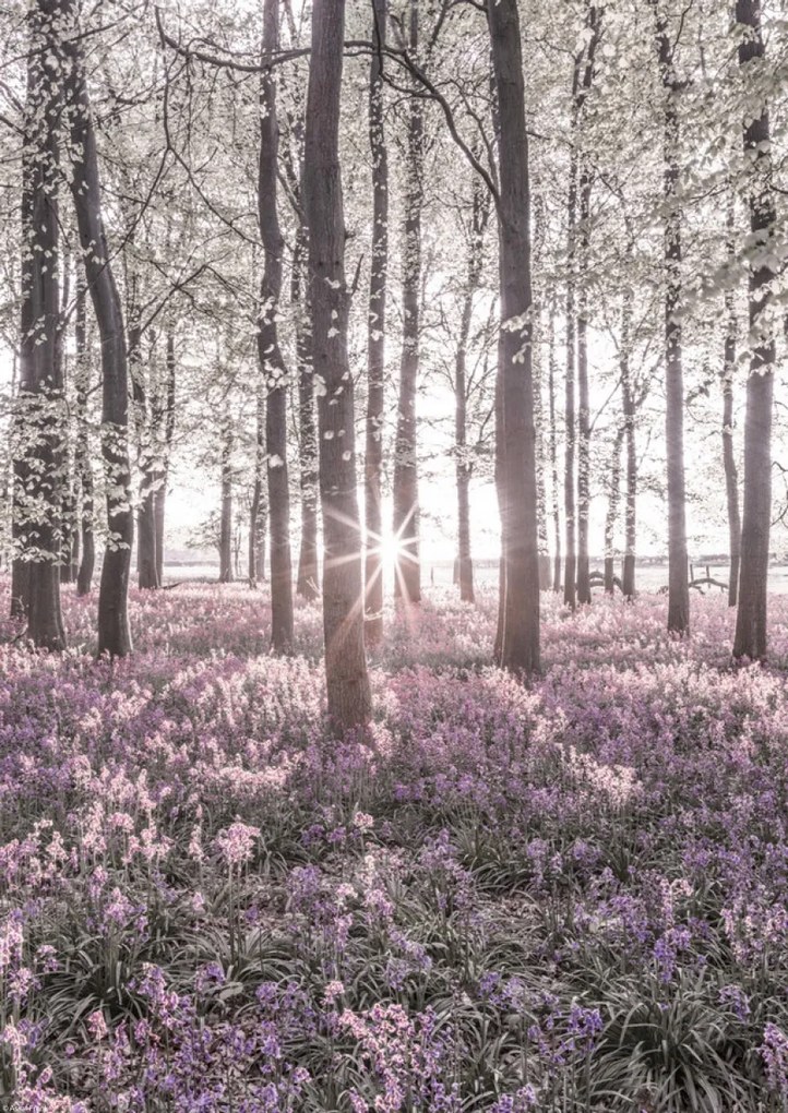 Poszter 29,7x42cm Bluebell erdő tavasszal naplementekor, Assaf Frank