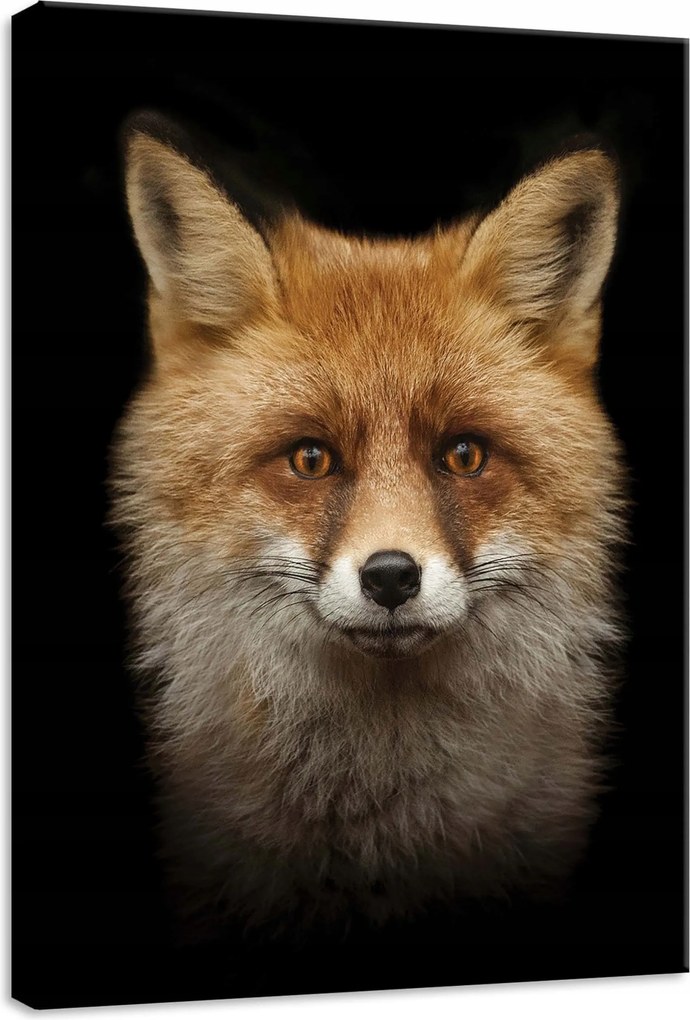 Vászonkép 50x70 Róka portré közelkép vad természet állat vörös fekete háttér