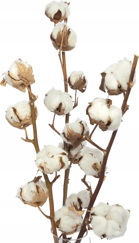 Szárított pamut ág pamut 6 virág szárított virágok váza