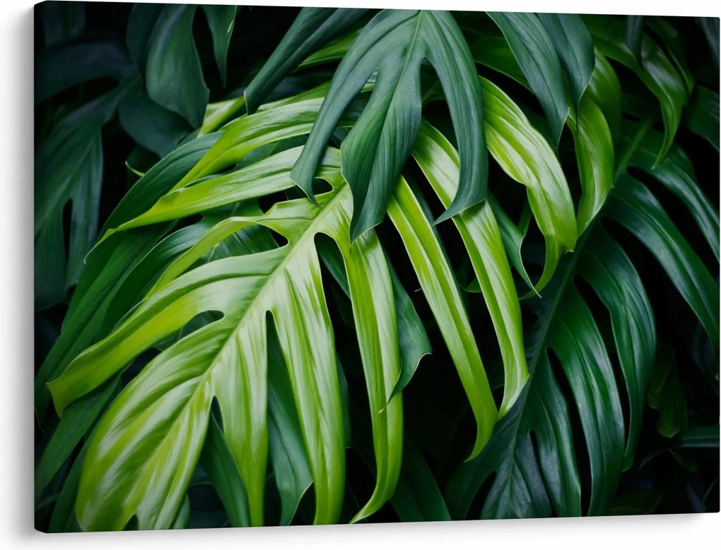 Kép - trópusi levelek (70x50 cm)