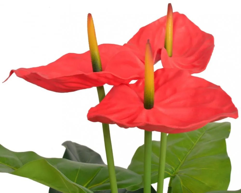 műflamingóvirág virágcseréppel 90 cm piros és sárga