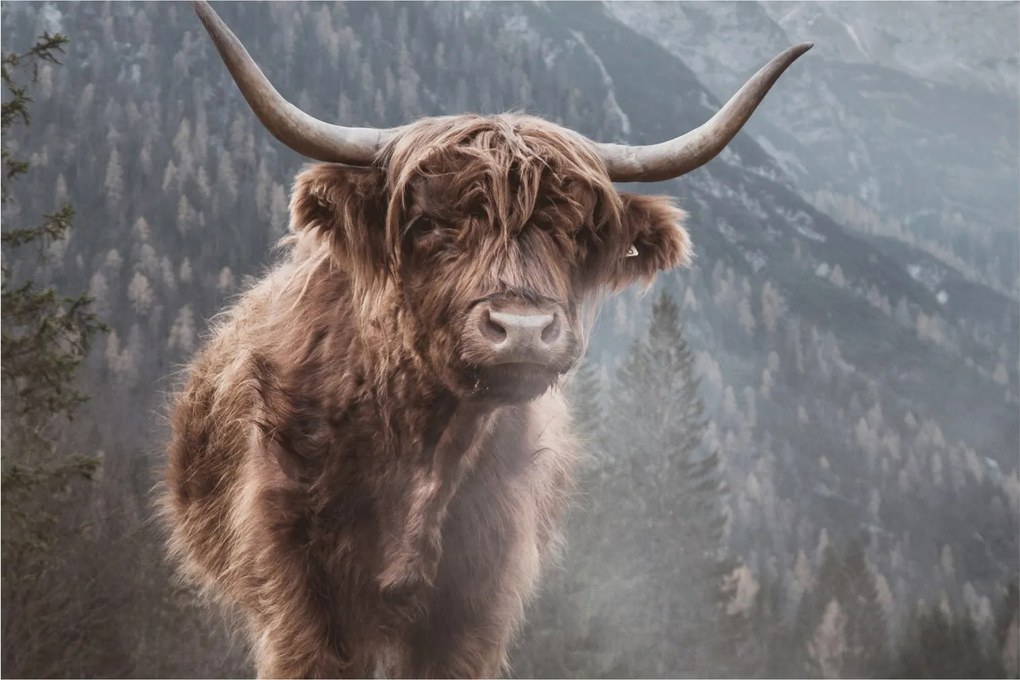 Kép - Highlander tehén (90x60 cm)