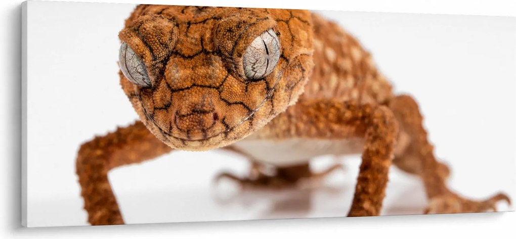 Gyík képe (120x50 cm)
