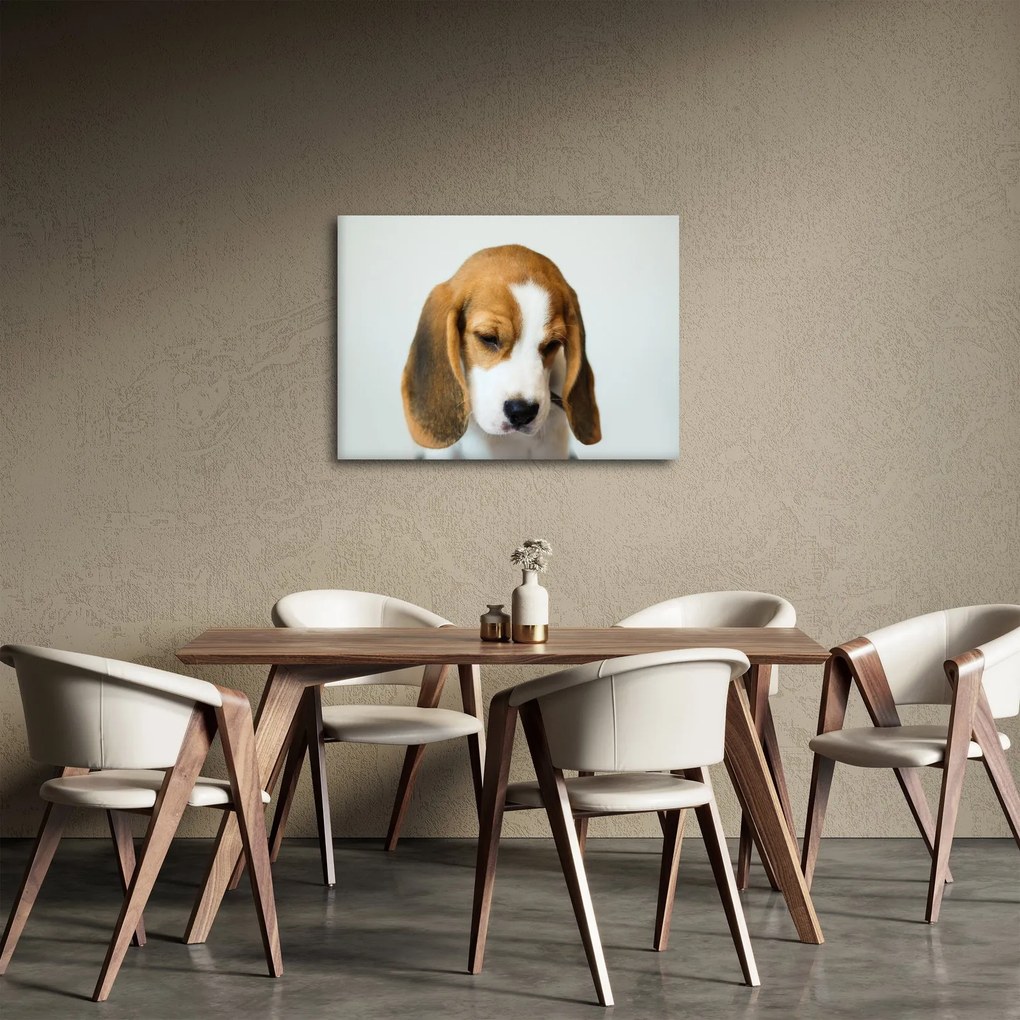 Beagle képe (70x50 cm)