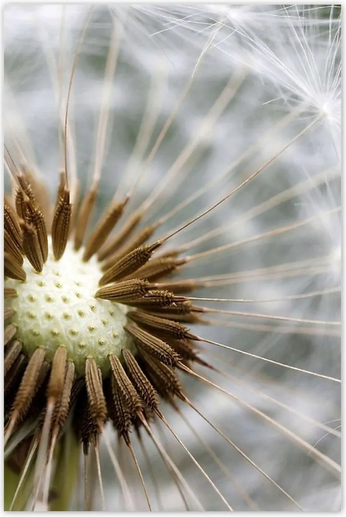 Poszterek 80x120 Pitypang Virág Virágok