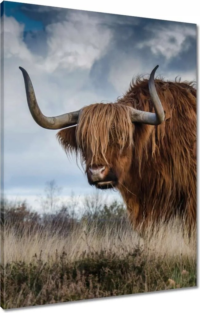 Vászonkép 60x80 Felvidéki tehén Szarvak