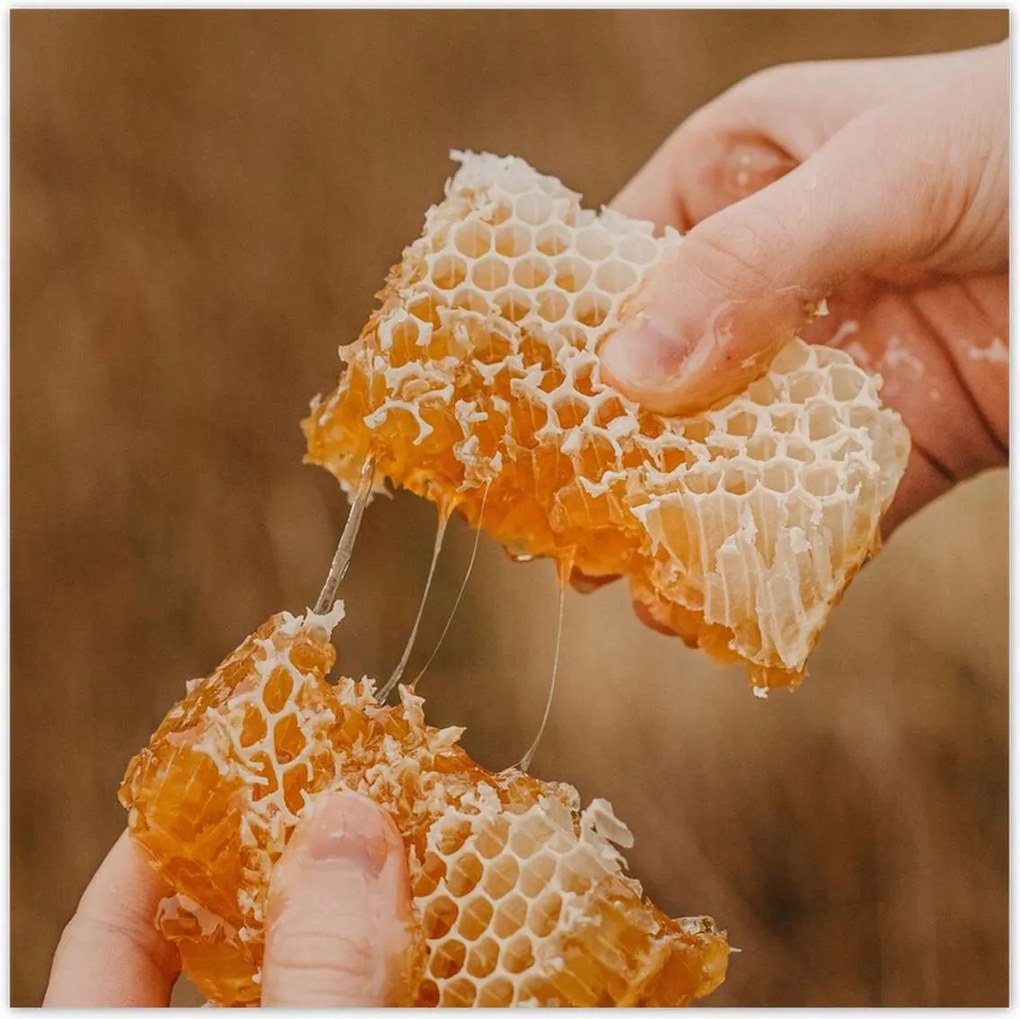 Poszterek 100x100 Méz Méhészet