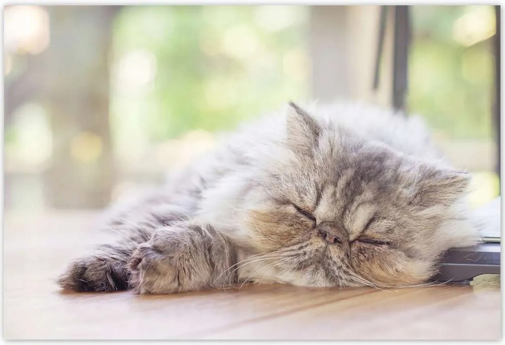 Poszterek 200x135 Cica Cicák