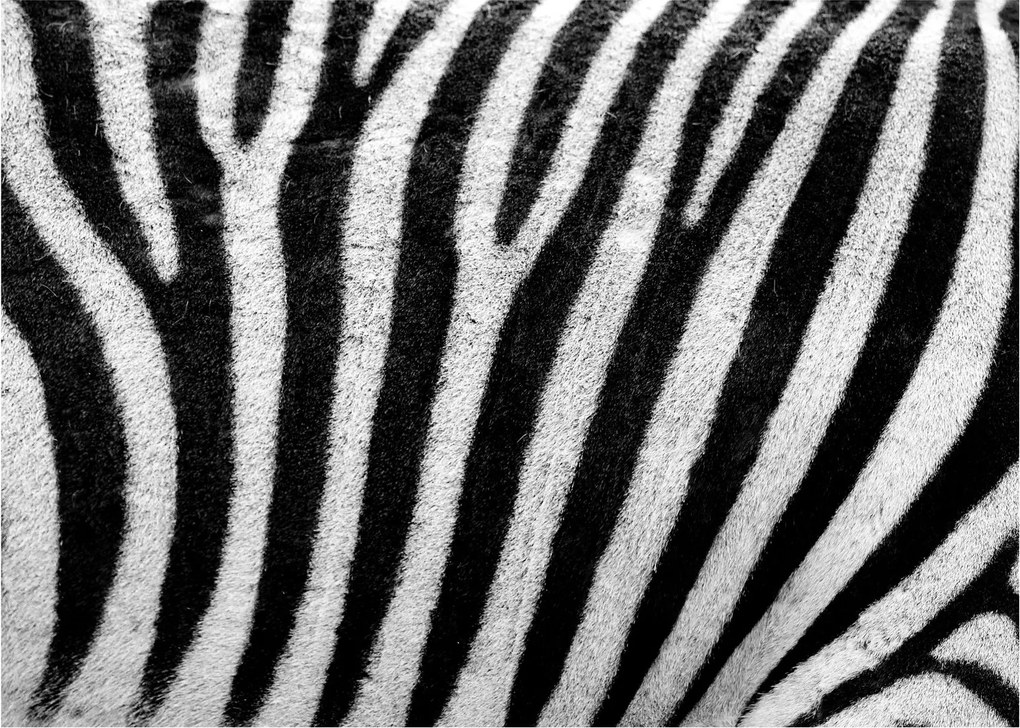 Kép egy zebra bőrről (üvegen) (70x50 cm)