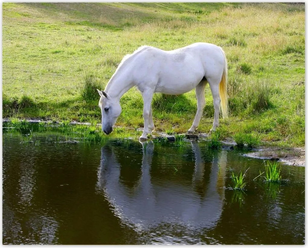 Poszterek 50x40 Fehér ló