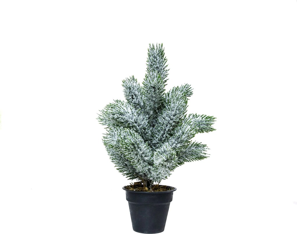 Mini műfenyő cserépben 22 cm Hó nélküli