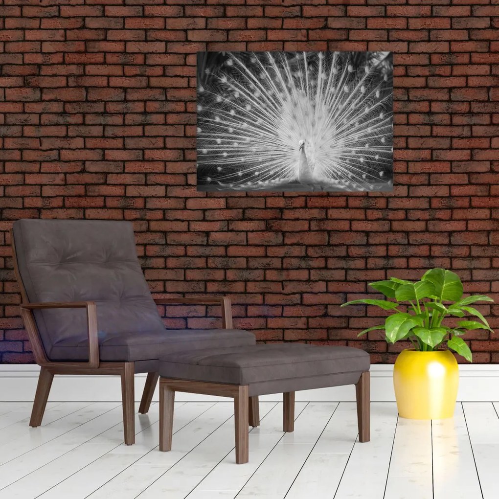 Kép - Fehér páva (70x50 cm)