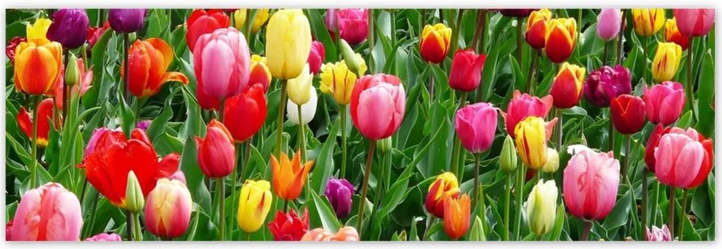 Poszterek 200x66 Színes tulipánok a réten