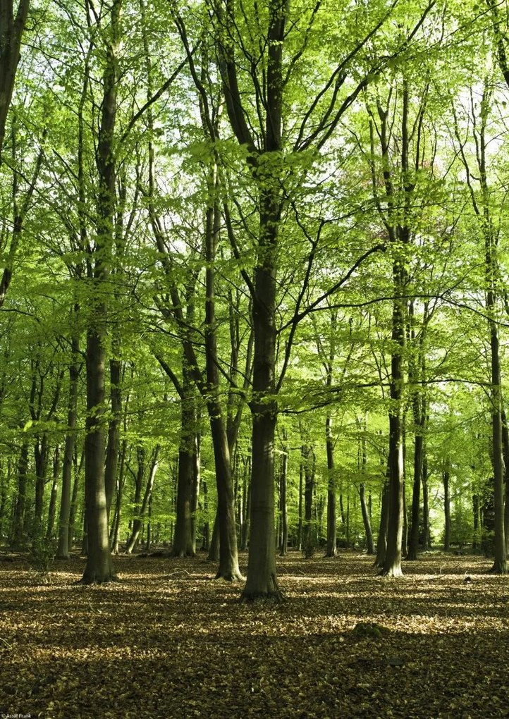 Poszter 29,7x42cm Tavaszi erdő