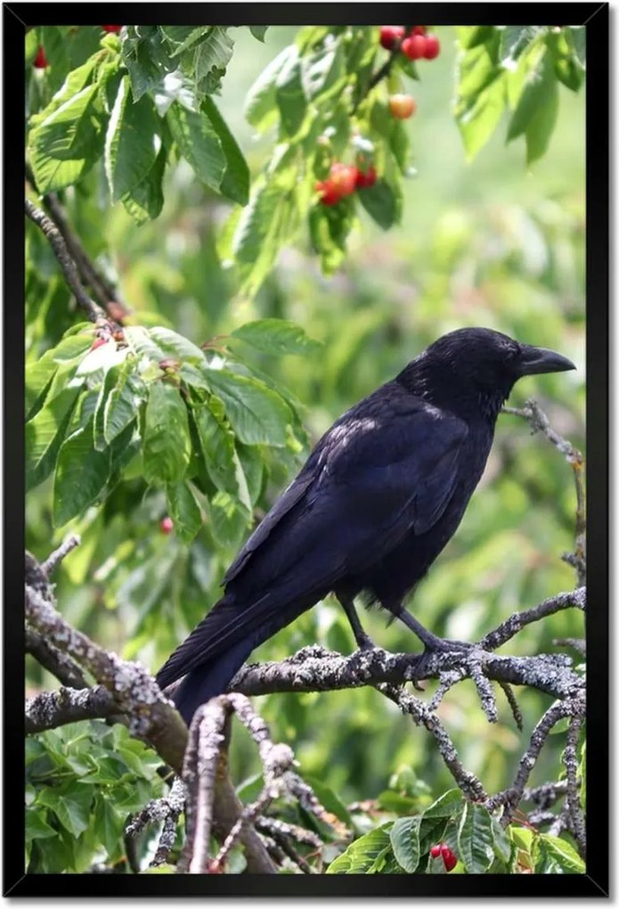 Poszterek keretben 40x60 Madarak