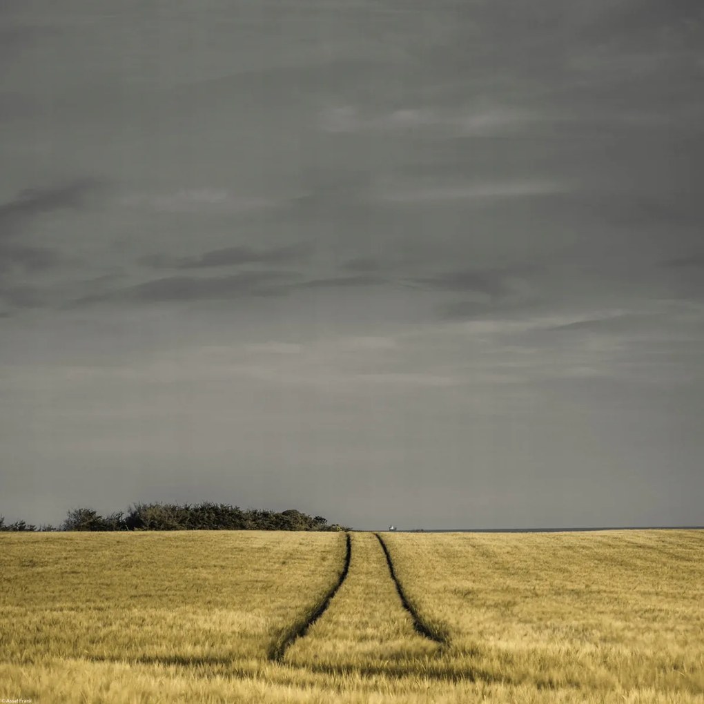 Poszter 40x40cm Búzamező, Assaf Frank