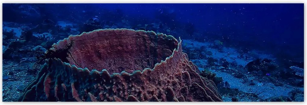 Poszterek 200x66 Víz alatti tengeri élet