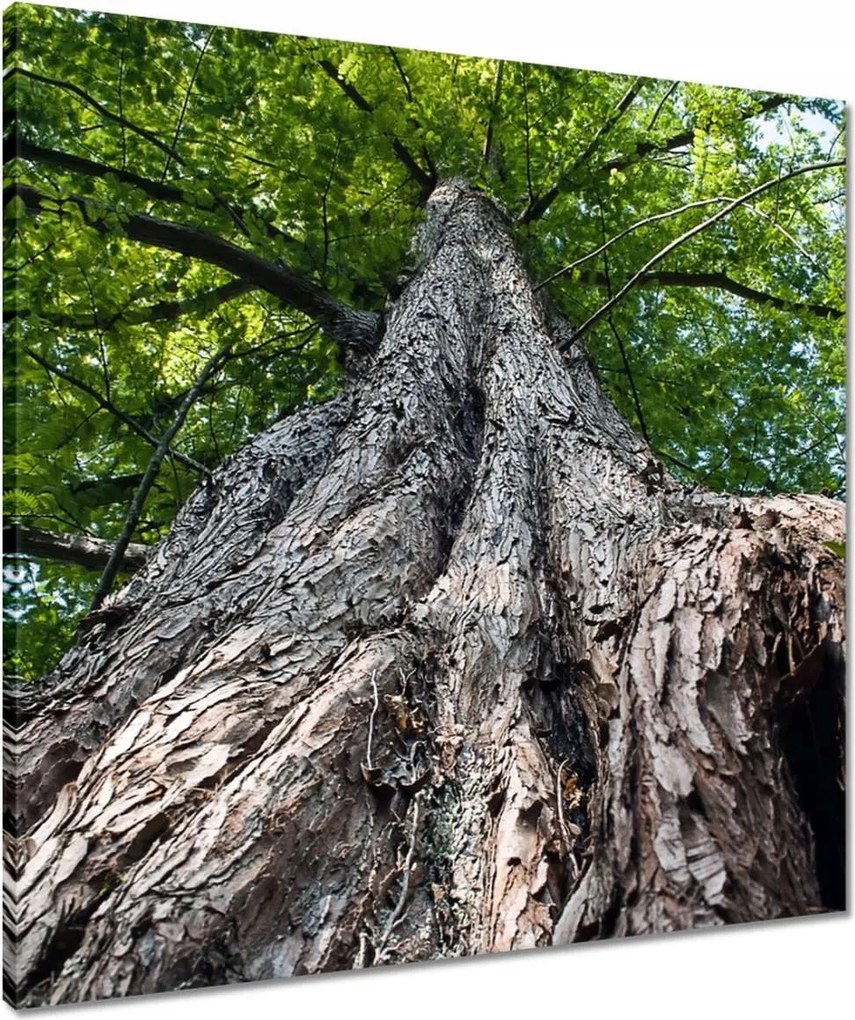 Vászonkép 60x60 Fa Fák Kilátás