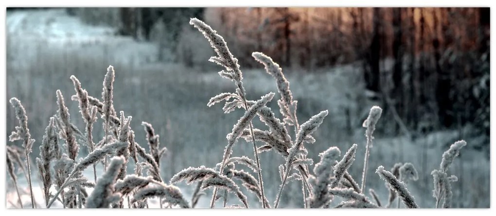 Kép - Fagyott rét (120x50 cm)