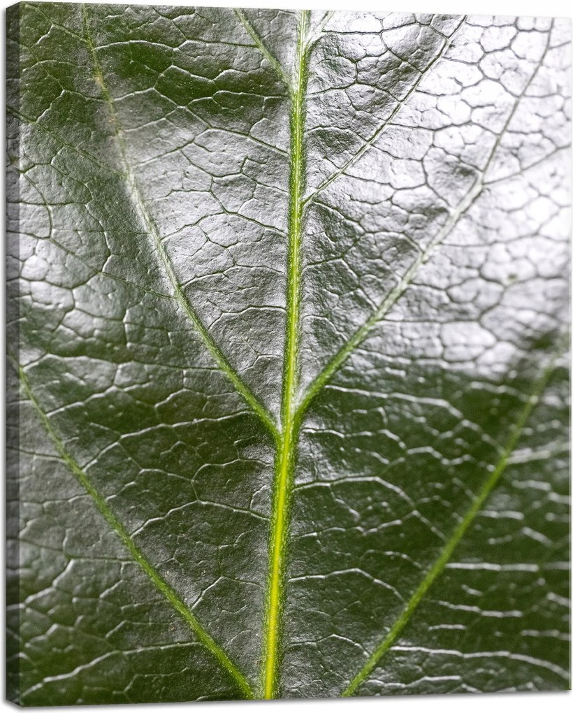 Botanika Vászonkép Zöld levél 40x50 cm