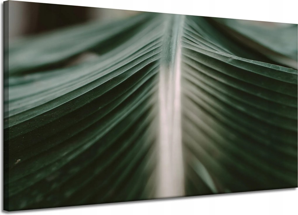 Vászonkép Természet Pálmalevél 120x70