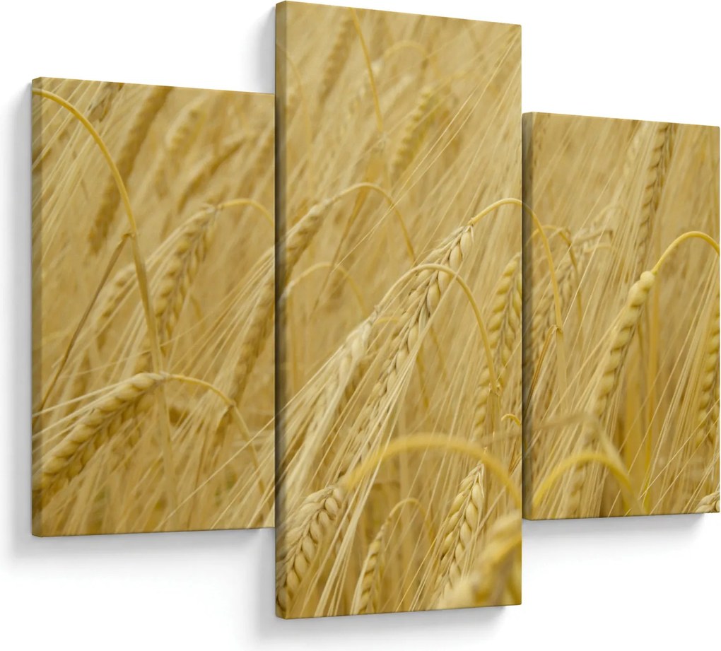 Kép - Árpa (90x60 cm)