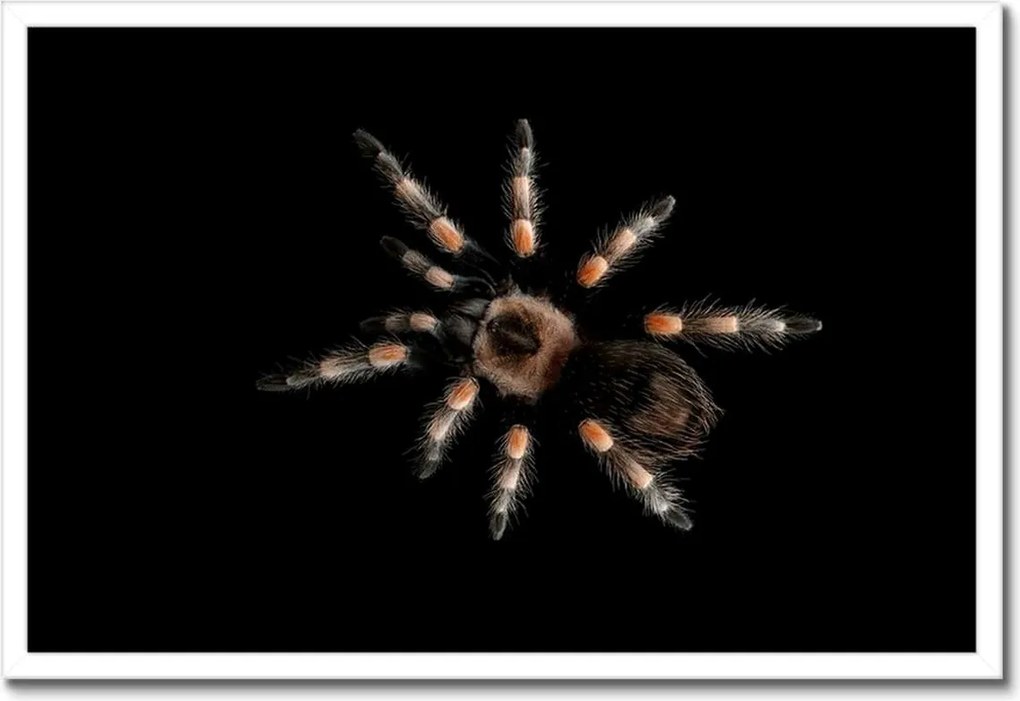 Poszter keretben 60x40 Nagy Tarantula pók