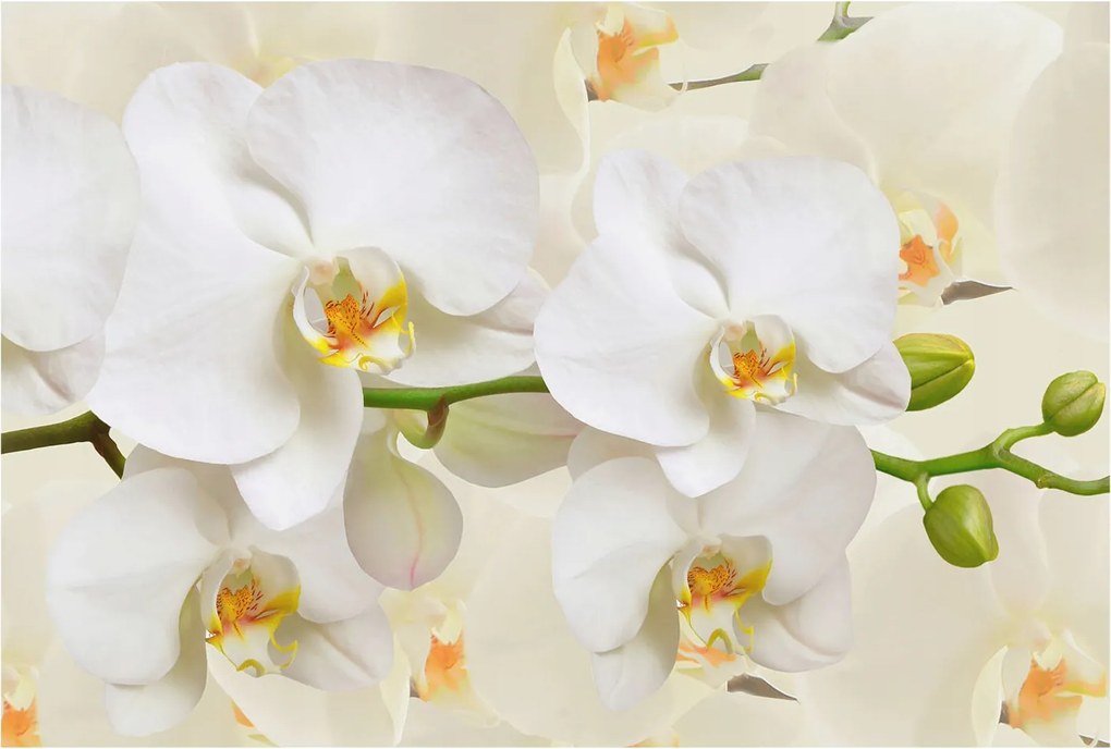 Stílusos Dekoratív Fotótapéta Flizelin Virágos gazdagság 104x70 Ragasztó