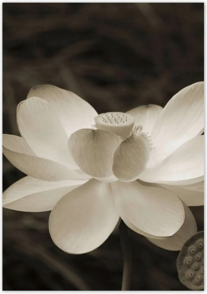 Poszterek 70x100 Lótusz Lótuszvirág