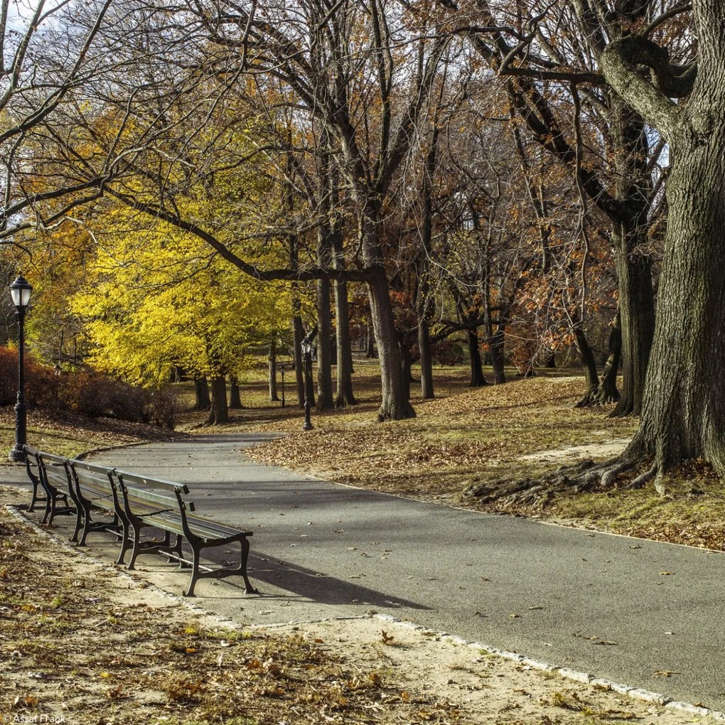 Poszter 20x20cm Ösvény a Central Parkon át, Assaf Frank