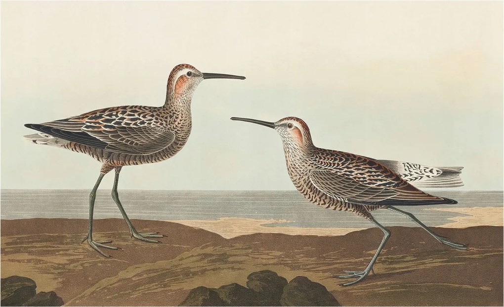 Fotótapéta Flizelin Dekoratív tapéta Madár sziluettek 416x254 Ragasztó