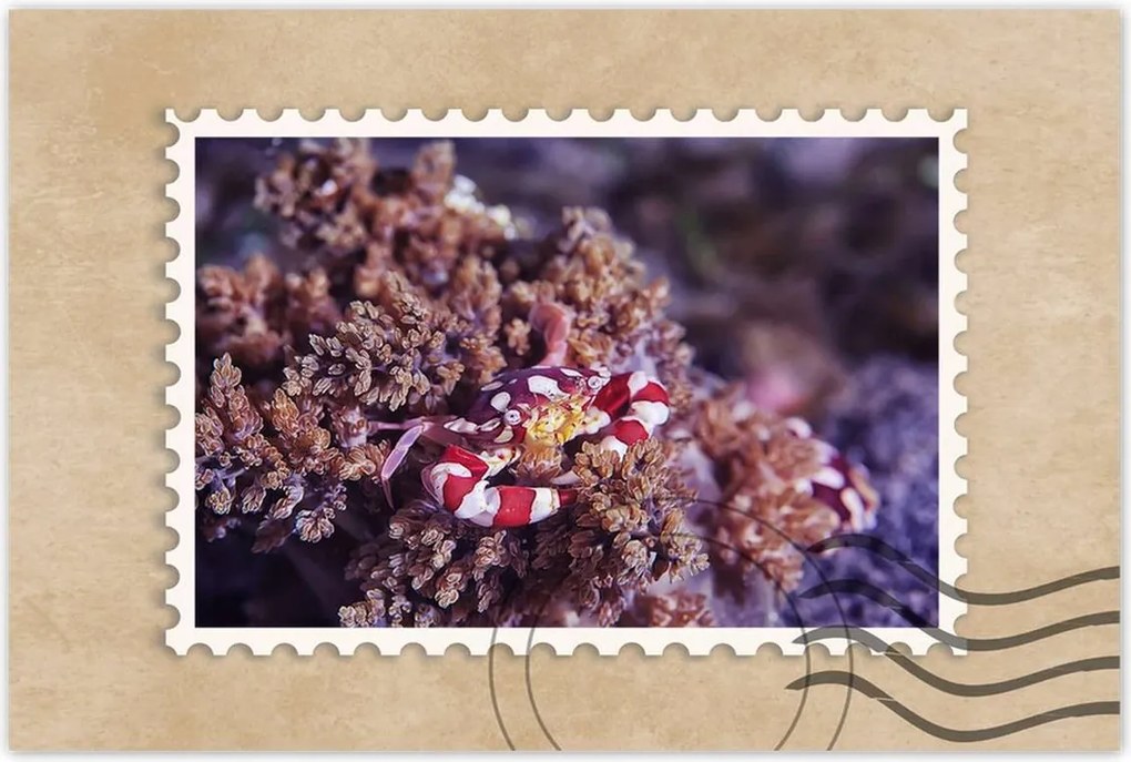 Poszterek 90x60 Kék tengeri világ