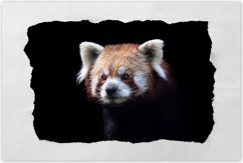 Poszterek 120x80 Panda ailurus fulgens