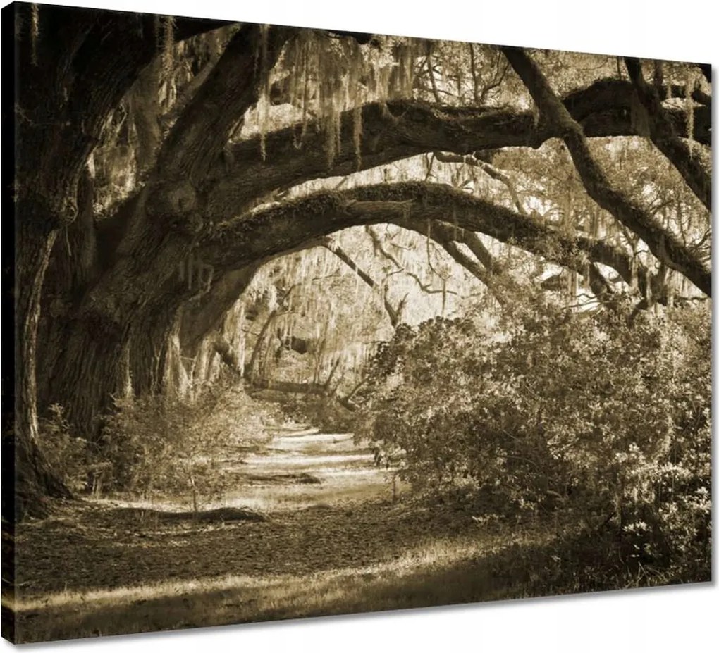 Vászonkép 50x40 Tölgyek a Szépia parkban