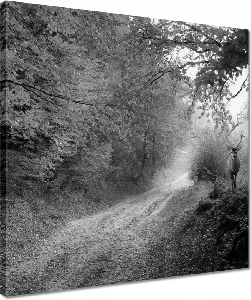 Vászonkép 40x40 Szarvas az erdőben