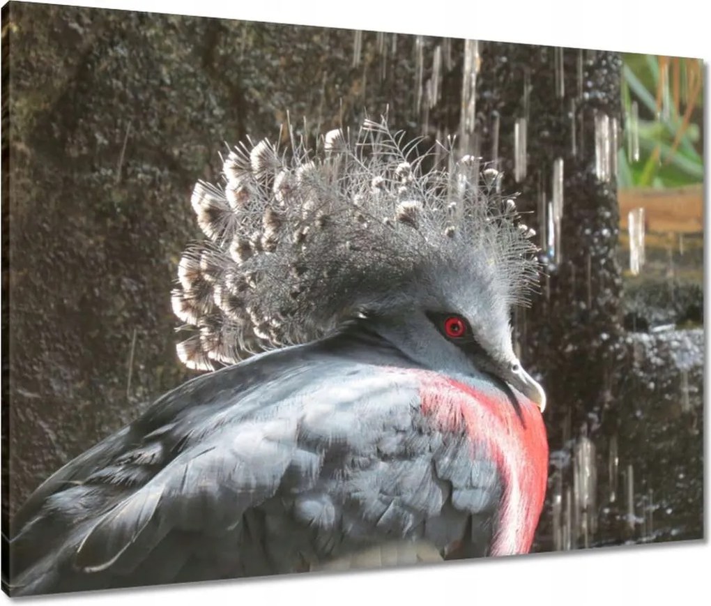 Vászonkép 80x60 Színes madár