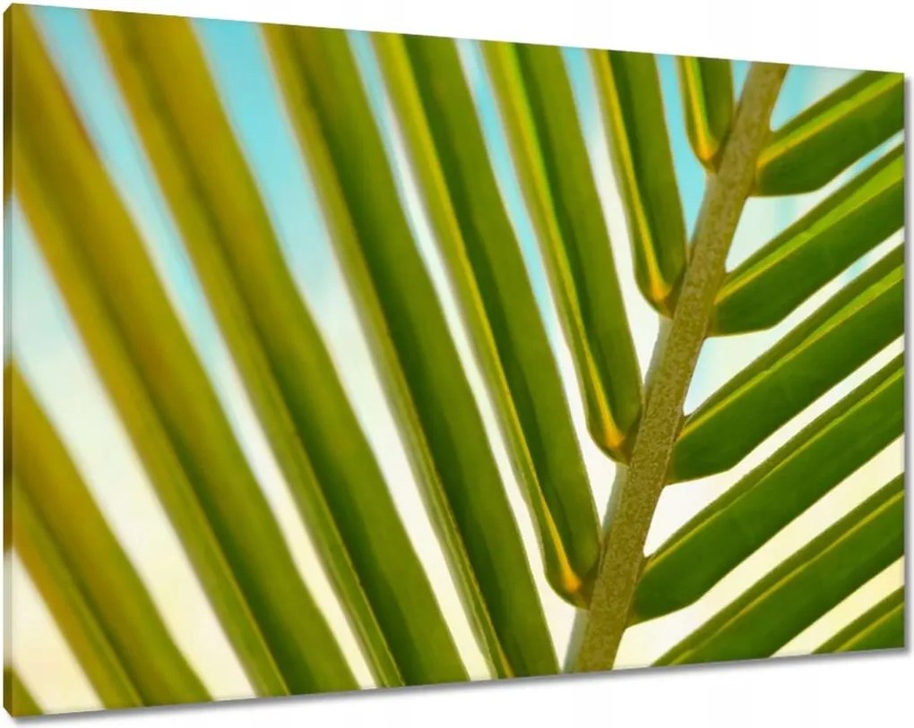Vászonkép 100x70 Pálmalevél Levél