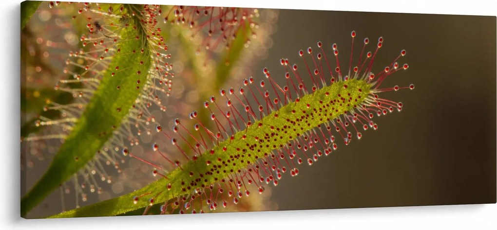 A növény képe (120x50 cm)