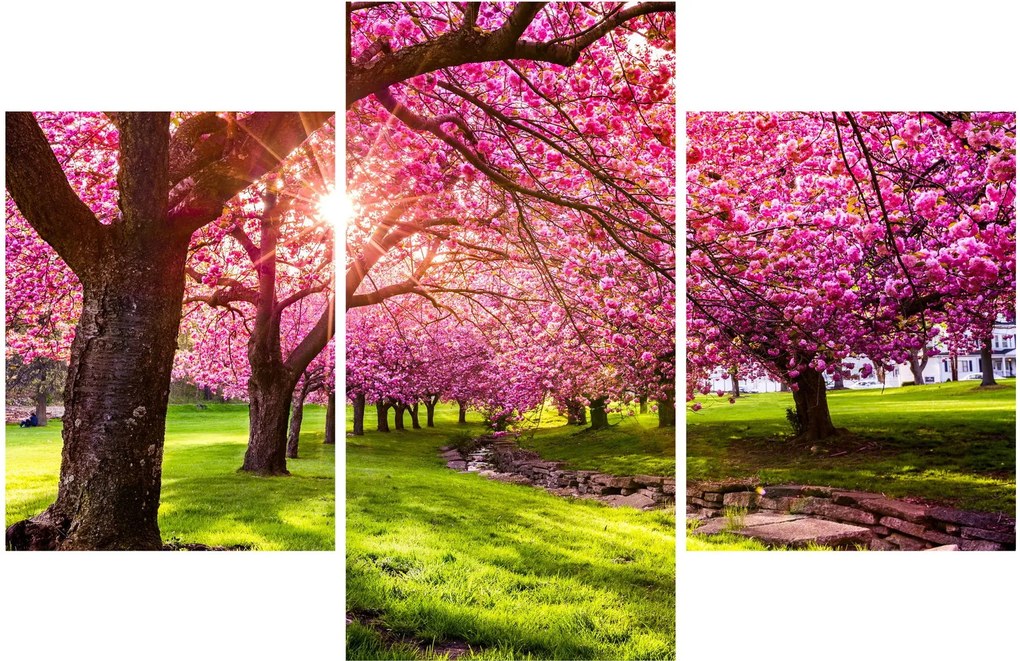 A virágzó cseresznye képe, Hurd Park, Dover, New Jersey (90x60 cm)