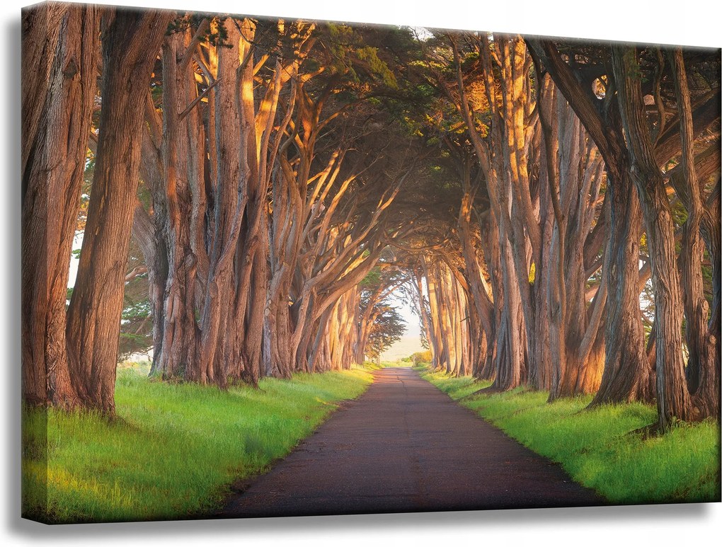 Vászonkép Út a fák között Natura 60x40 cm Ideális ajándék