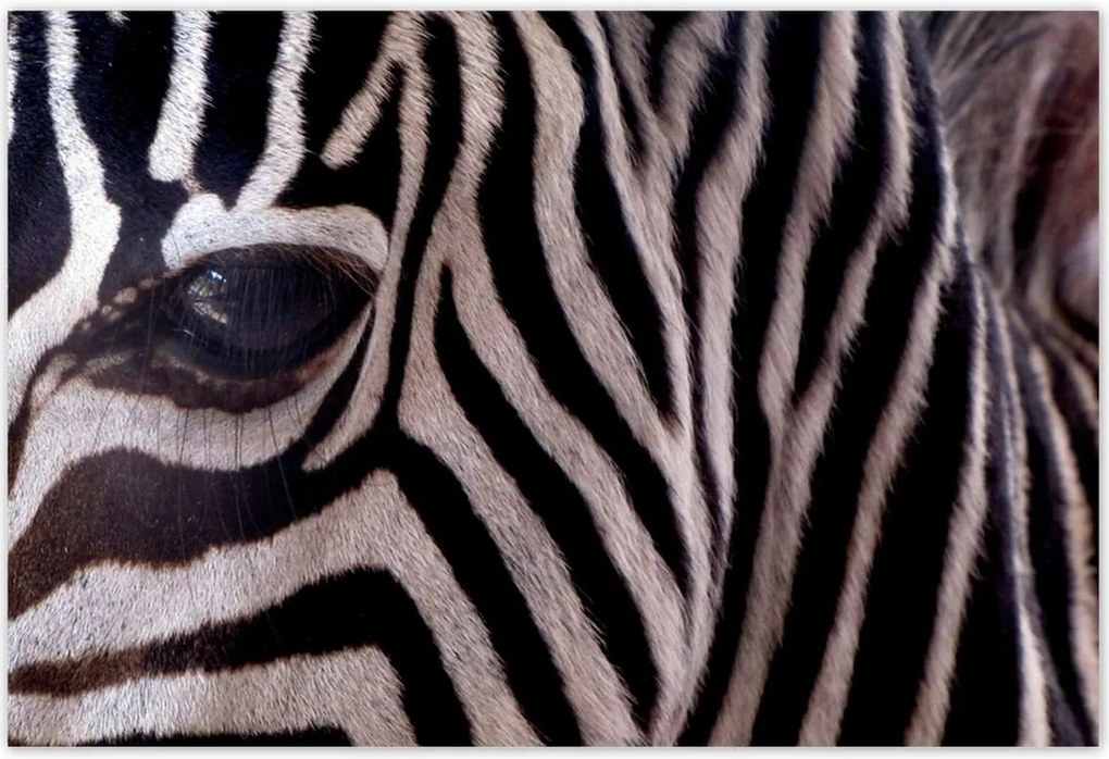 Poszterek 200x135 Makro fotó zebra